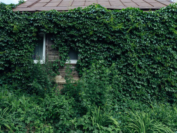 Old house overgrown by tendril grape.