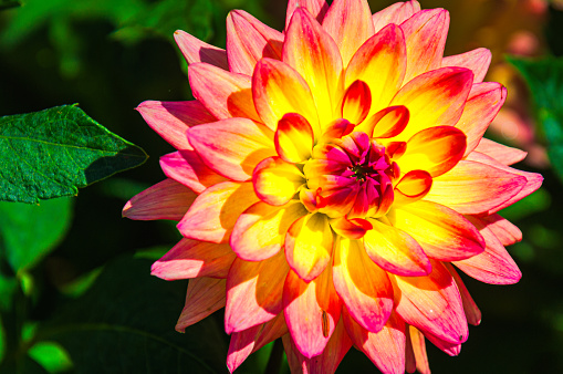 Close up of the symmetry of the pink and yellow petals of a dahlia flower in a Cape Cod garden.