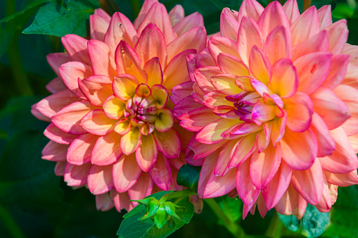 Dew drops cling the petals of a pair of colorful dahlia flowers in a Cape Cod garden