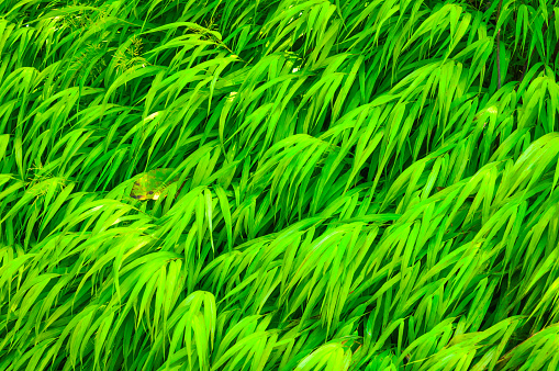 Background photograph of abstract grasses growing in a Cape Cod garden.