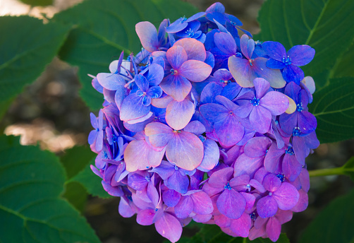 Many hydrangea flowers grow extremely well on Cape Cod.  This one carries a mixture of stunning colors .
