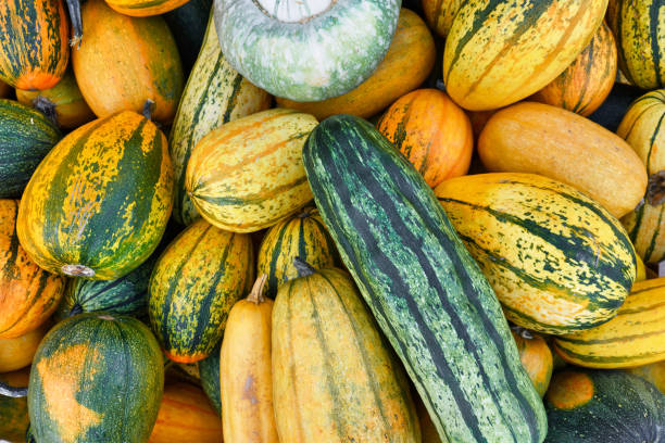 istock Delicata and Stripetti squashes 1689214053
