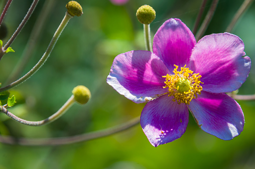 Close up of the yellow stamens on a purple Japanese Anemone blossom.
