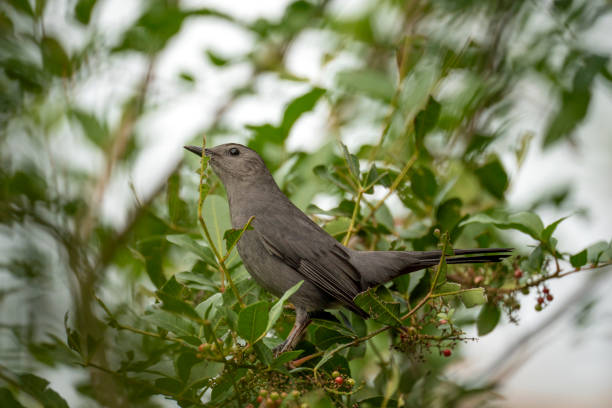 istock A Gray Catbird bird perched on a tree branch in summer Florida shrubs 1689217642