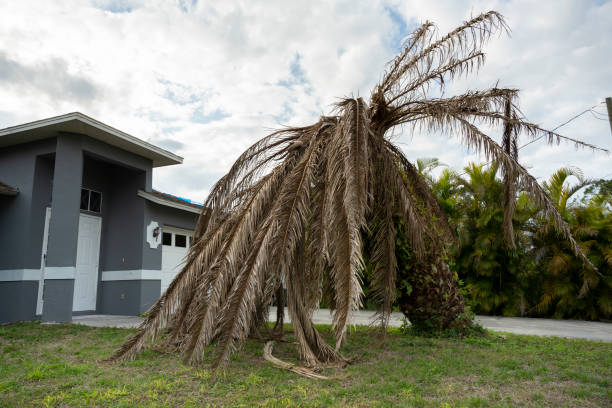 istock Dead palm tree with dry branches on Florida home backyard. Tree removal concept 1689218169