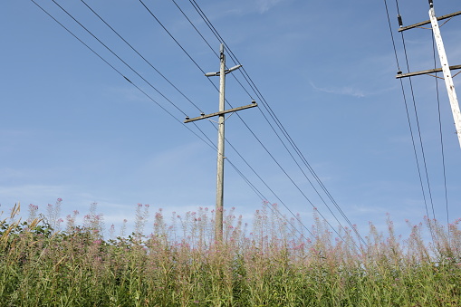 Low angle view of utility poles standing on a green belt in the Fleetwood neighborhood of Surrey, British Columbia.