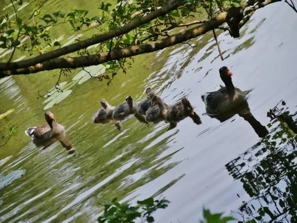 Gooses on the water