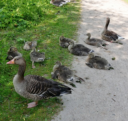 Gooses sitting on the way on cementary Hamburg-Ohlsdorf