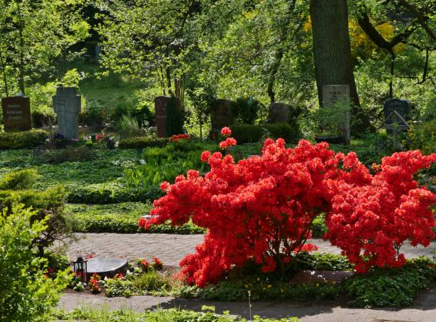 Blossoms on cametery Ohlsdorf in Hamburg
