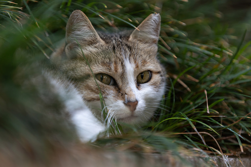 A stray cat is an unowned domestic cat that lives outdoors and generally avoids contact with humans.