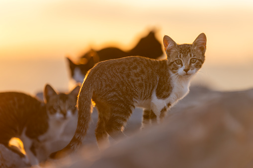 Little stray kitten is standing on the rocks at sunset.
Location : Istanbul - Turkey.