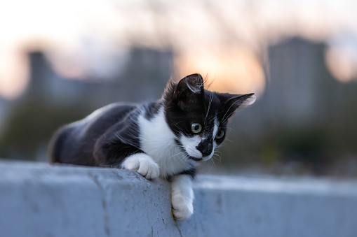 A stray cat-kitten is an unowned domestic cat that lives outdoors and generally avoids contact with humans.