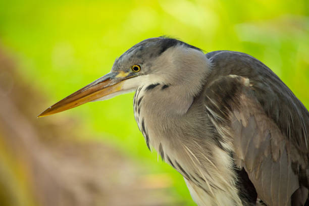 istock Grey Heron Portrait (Ardea cinerea) in Dublin, Ireland 1689247195