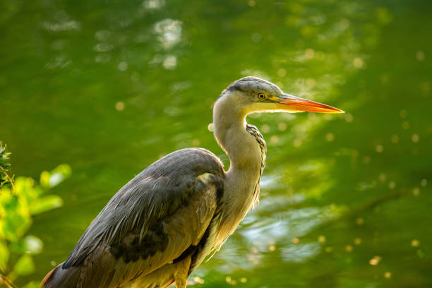 istock Grey Heron Portrait (Ardea cinerea) in Dublin, Ireland 1689247237