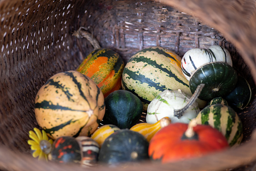 Pumpkins - autumn season. View of colorful autumn pumpkins in a wicker basket. Halloween and Thanksgiving decor