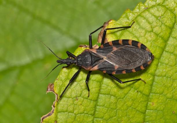 istock Eastern Bloodsucking Conenose Kissing Bug (Triatoma sanguisuga) on a leaf in Houston, TX. 1689262788