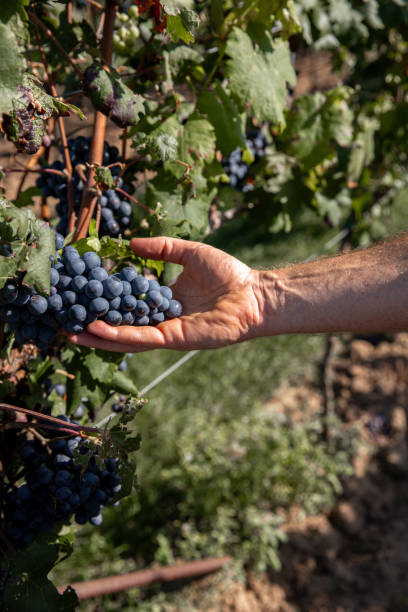 istock Hands cutting red wine grapes hanging on grapevine at sunny vineyard for harvest 1689285990