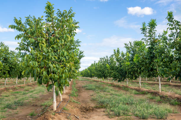 istock Rows of young walnut trees with drip irrigation system, under a blue sky with white clouds. 1689286000