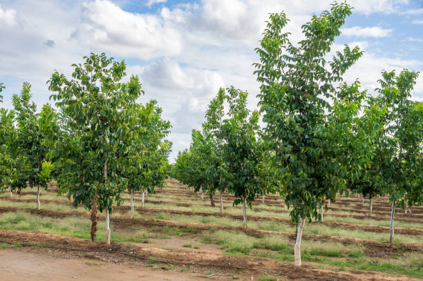 istock Diagonal perspective image of walnut trees in the growth phase, with a drip irrigation system, under a cloudy sky. 1689287080