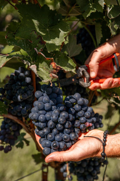 istock Hands cutting red wine grapes hanging on grapevine at sunny vineyard for harvest 1689304506