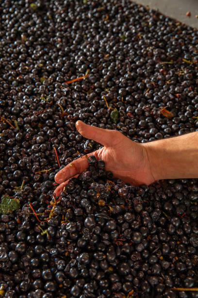 istock Hands checking red wine grapes quality at vineyard truck after harvest 1689307922