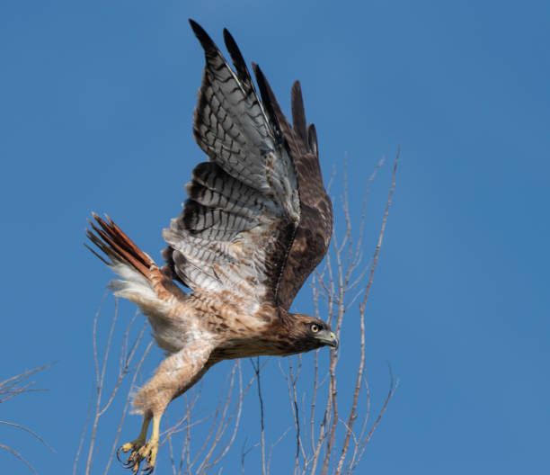 Red Tailed Hawk Perfection Side View of a flying Red Tailed Hawk with a blue sky background supercaliphotolistic stock pictures, royalty-free photos & images