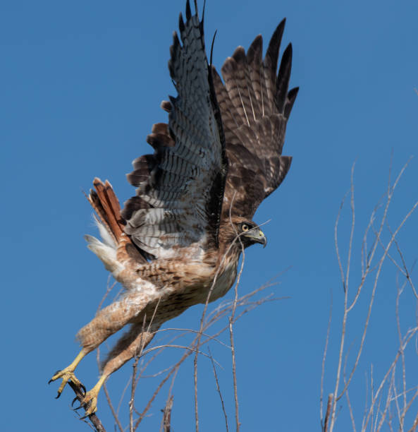 Lift Off Hawk A Red Tailed Hawk Takes Off with a blue sky background supercaliphotolistic stock pictures, royalty-free photos & images