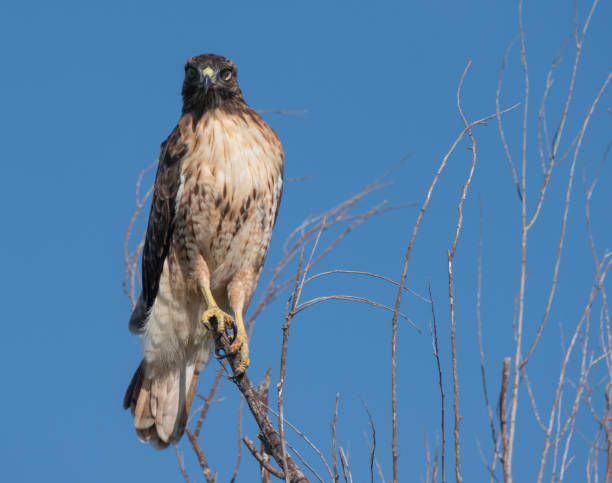 Red Tailed Beauty A Red Tailed Hawk Perched in a tree with a blue sky background supercaliphotolistic stock pictures, royalty-free photos & images
