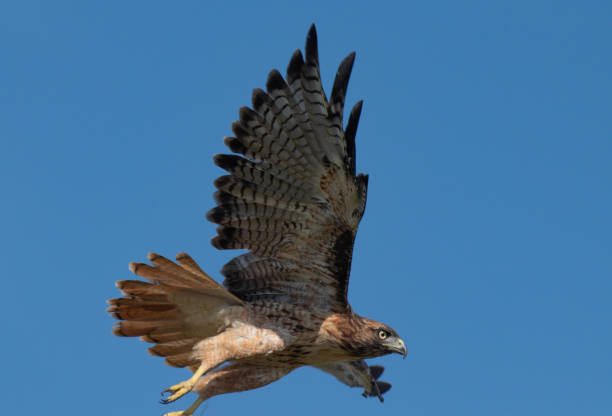Flying Red Tailed Hawk A Red Tailed Hawk Flies Past supercaliphotolistic stock pictures, royalty-free photos & images