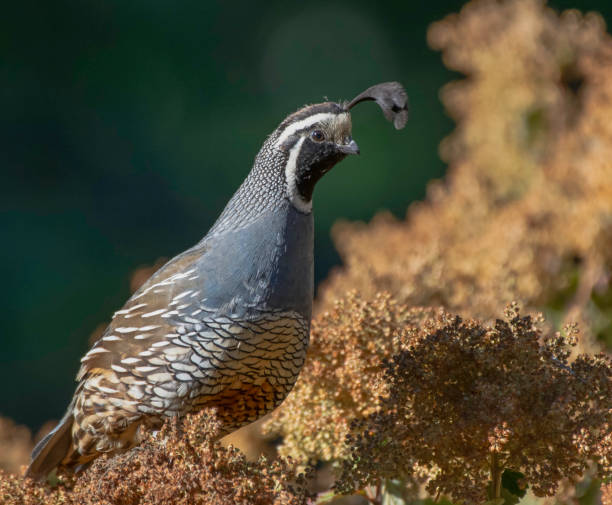 Male Quail A perched male California Quail supercaliphotolistic stock pictures, royalty-free photos & images