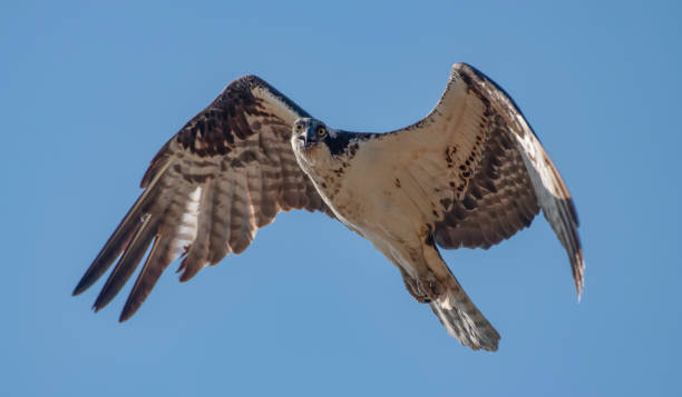 Osprey Security A suspicious Osprey patrols the air space near its nest supercaliphotolistic stock pictures, royalty-free photos & images