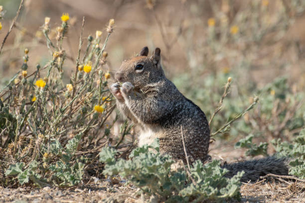 Nibbling Squirrel A Ground Squirrel nibbles on Star Thistle in Northern California supercaliphotolistic stock pictures, royalty-free photos & images