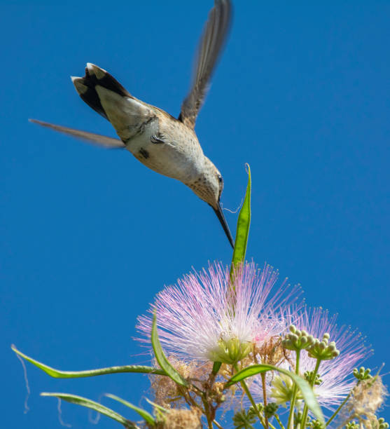 Under the Hummer Underneath a hummingbird feeding on a bloom in a Fairy Duster Tree supercaliphotolistic stock pictures, royalty-free photos & images
