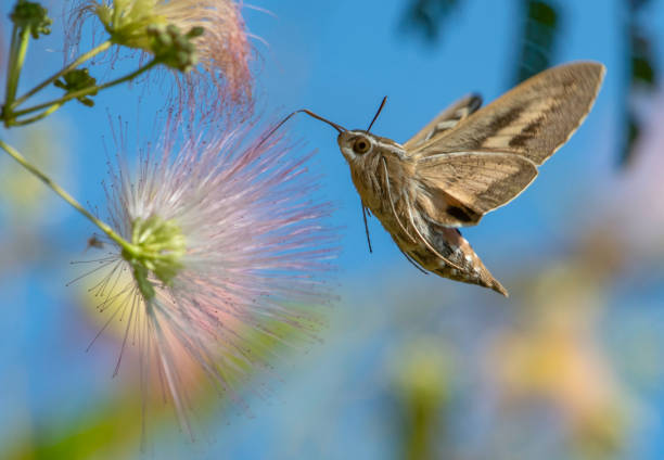 Close to the Sphinx Moth A White-Lined Sphinx Moth gathers pollen from a pink Fair Duster Tree bloom supercaliphotolistic stock pictures, royalty-free photos & images