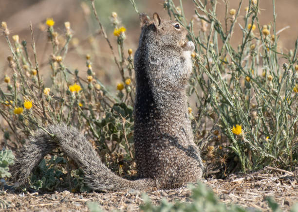 Alert Ground Squirrel An alert Ground Squirrel eats from a Star Thistle weed supercaliphotolistic stock pictures, royalty-free photos & images