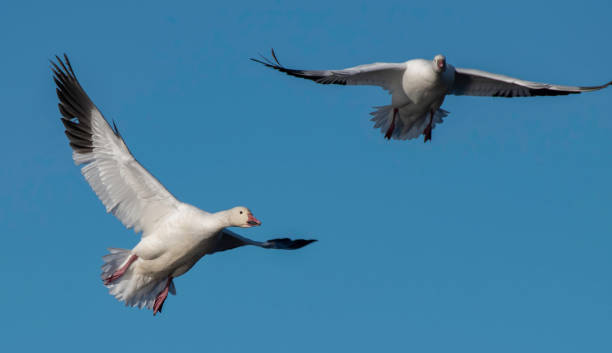 Free Geese Two white geese come in for a landing with a blue sky background supercaliphotolistic stock pictures, royalty-free photos & images
