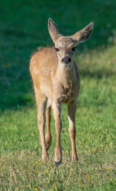 Coast Fawn Front view of a relaxed mule deer fawn supercaliphotolistic stock pictures, royalty-free photos & images