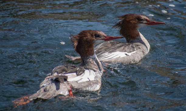 Merganser Pair A pair of Merganser Ducks swim past in the Feather River in Northern California supercaliphotolistic stock pictures, royalty-free photos & images