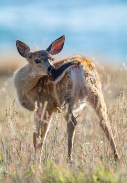 Grooming Fawn A deer fawn reaches for its tail near the ocean in Humboldt County, California supercaliphotolistic stock pictures, royalty-free photos & images