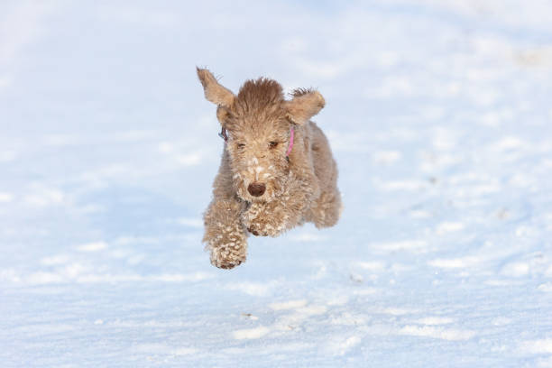 istock A small Bedlington Terrier puppy runs on a walk, leaving the ground along a snowy path. 1689329785