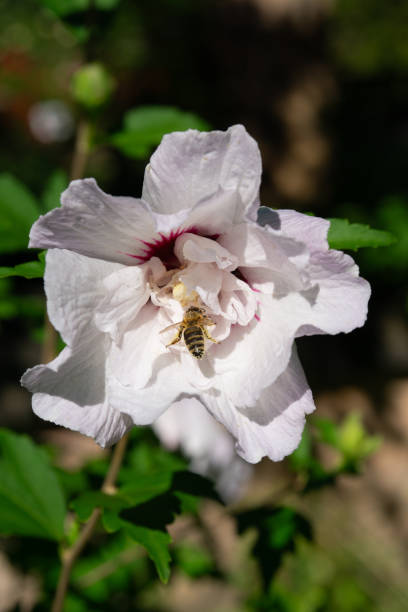 istock Rose of Sharon 1689344976