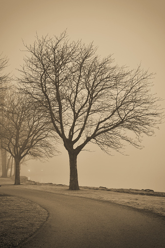 Trees in fog by the water in sepia