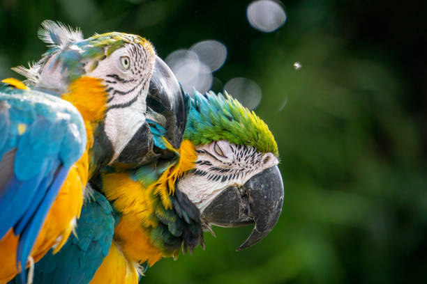 istock Two blue and gold macaws in the tropical forest 1689380210