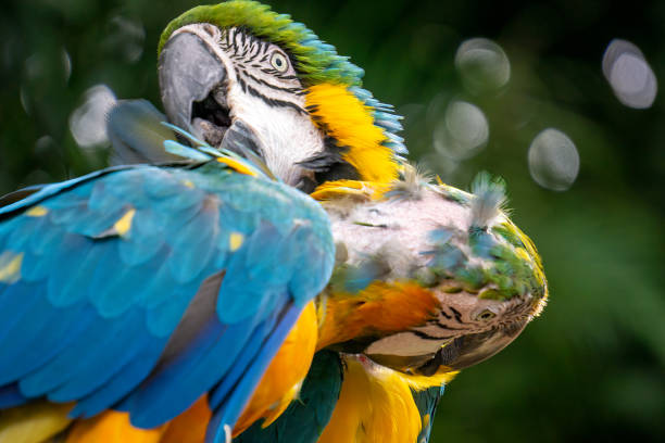 istock Two blue and gold macaws in the tropical forest 1689380212
