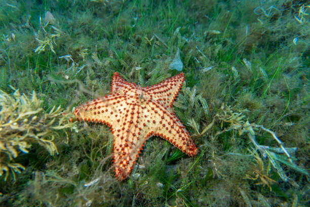 istock A starfish on algae at the bottom of the sea 1689381263