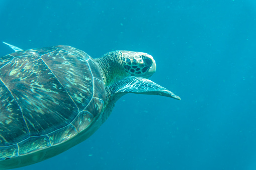 Close up of a sea turtle in the sea, Malendure