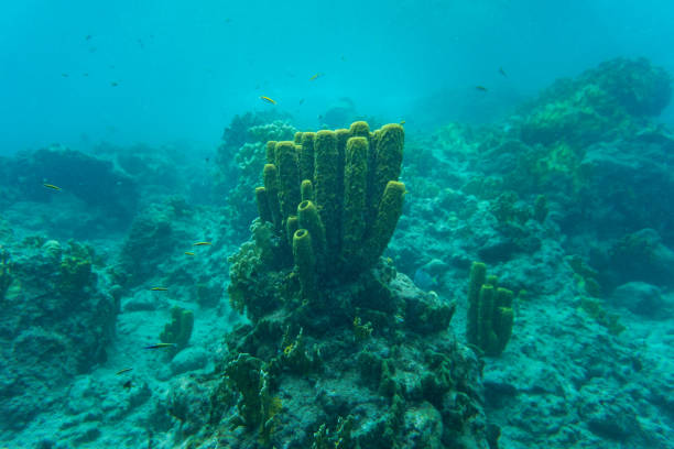 A starfish on algae at the bottom of the sea, îlets pigeon