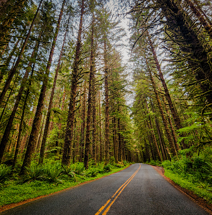 A paved road cuts through evergreen trees hanging with moss