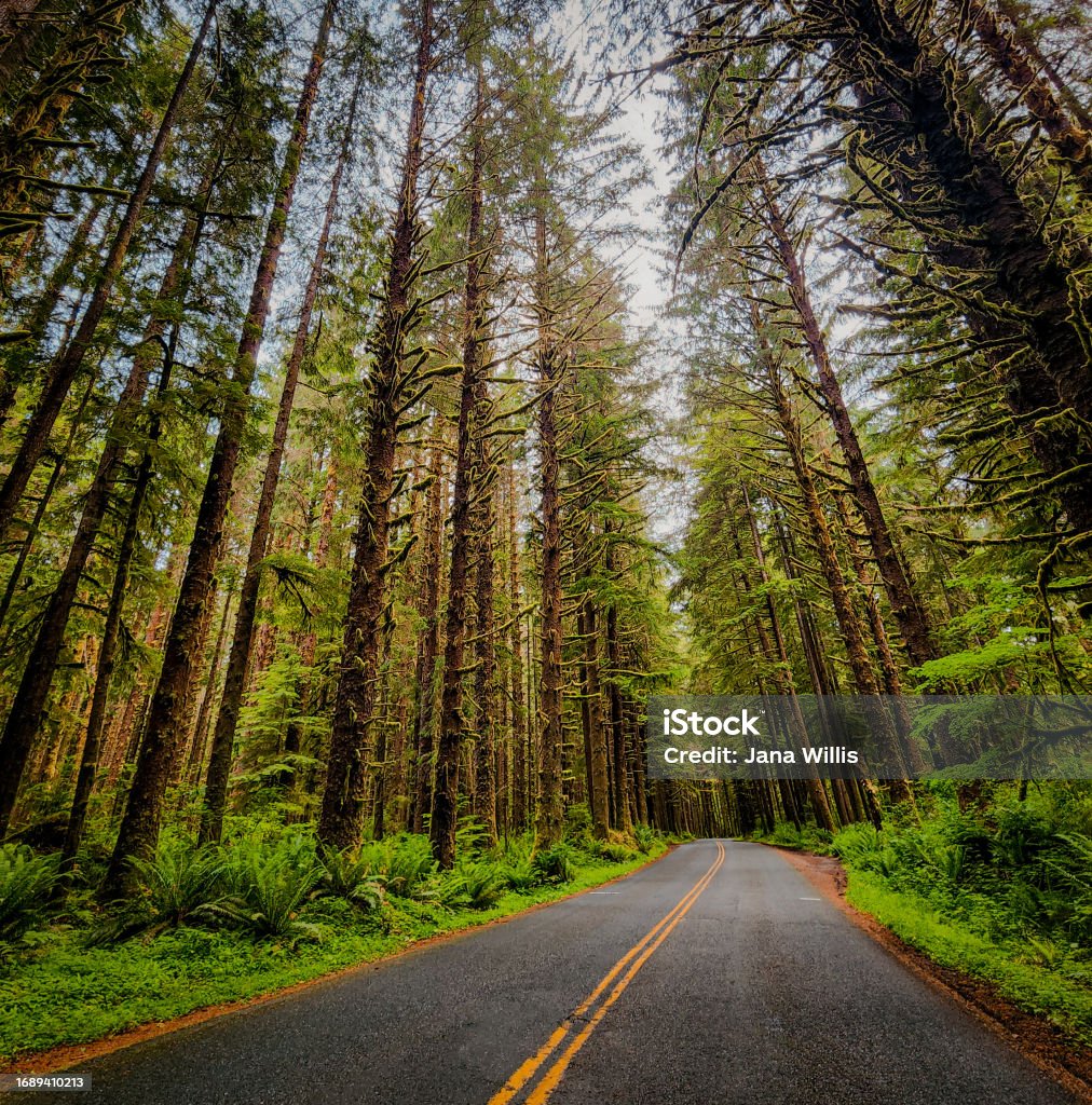 Blacktop river A paved road cuts through evergreen trees hanging with moss Landscape - Scenery Stock Photo