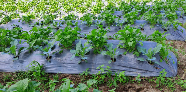 istock Green leaf mustard in growth at vegetable garden 1689413359
